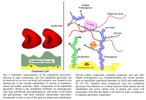 glycocalix pic2