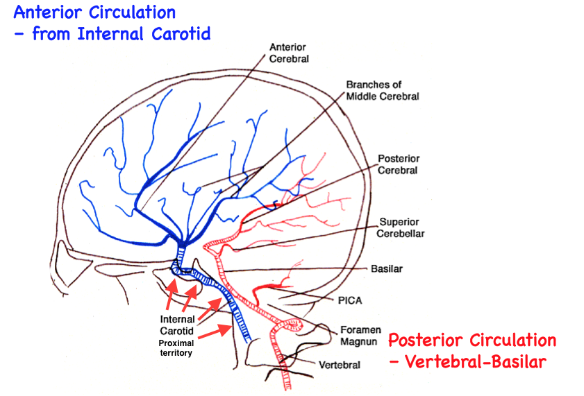 cerebral-circulation | thinking critical care
